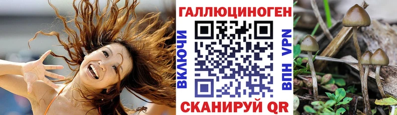 нарко площадка официальный сайт  что такое наркотик  Карабулак  Псилоцибиновые грибы Psilocybine cubensis 